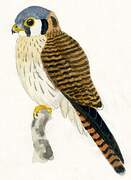 American Kestrel