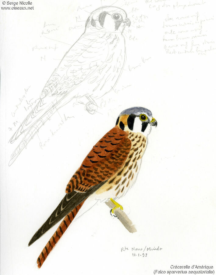 American Kestrel female, identification