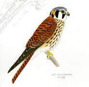 American Kestrel