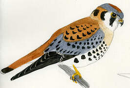 American Kestrel