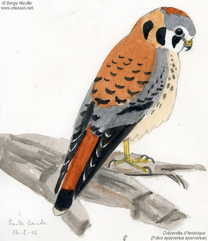 American Kestrel male, identification