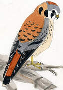 American Kestrel