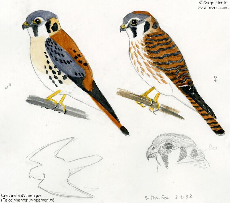 American Kestrel , identification