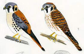 American Kestrel