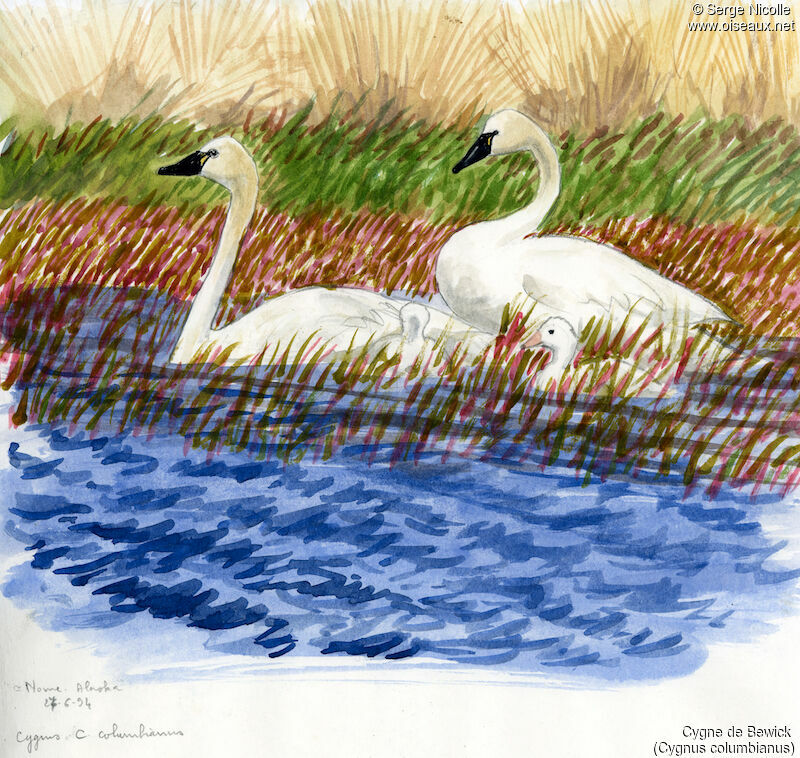 Tundra Swan, identification