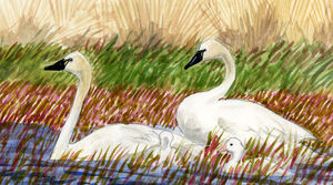 Cygne de Bewick