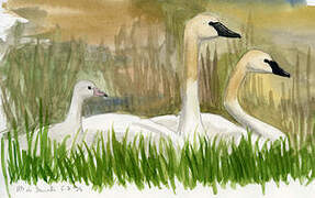 Trumpeter Swan