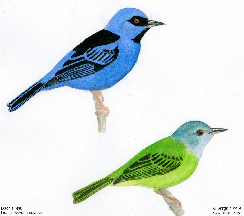 Blue Dacnis , identification