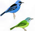 Dacnis bleu