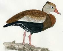 Black-bellied Whistling Duck