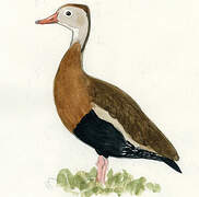 Black-bellied Whistling Duck