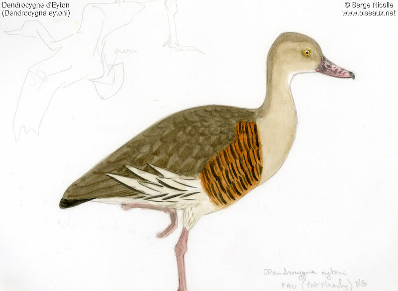 Plumed Whistling Duck, identification
