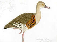 Plumed Whistling Duck