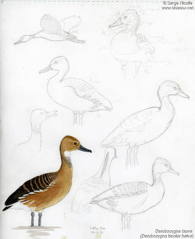 Fulvous Whistling Duck, identification