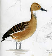 Fulvous Whistling Duck