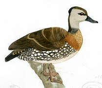 Spotted Whistling Duck