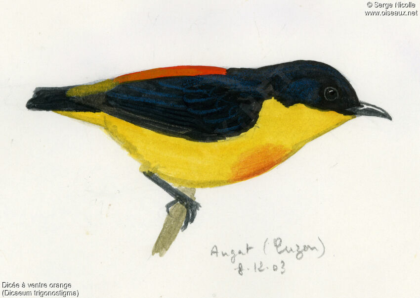 Orange-bellied Flowerpecker, identification