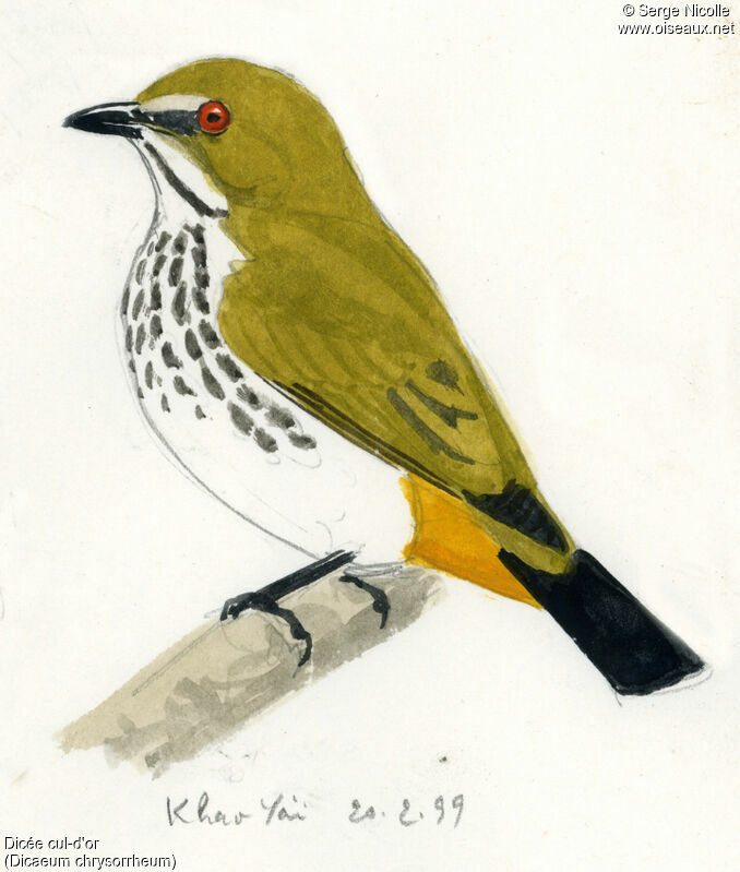 Yellow-vented Flowerpecker, identification
