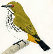 Yellow-vented Flowerpecker