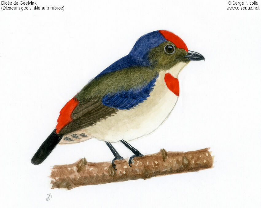 Red-capped Flowerpecker, identification