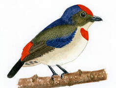 Red-capped Flowerpecker