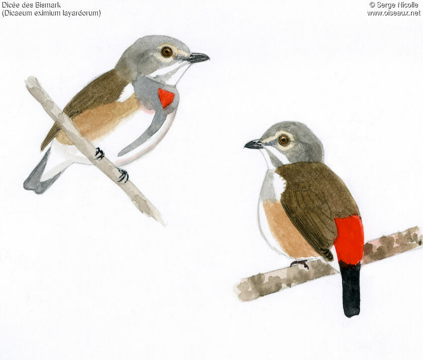 Red-banded Flowerpecker, identification