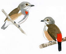 Red-banded Flowerpecker