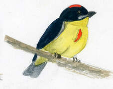 Crimson-breasted Flowerpecker