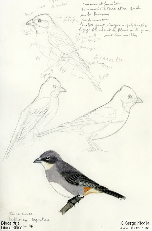 Diuca Finch, identification
