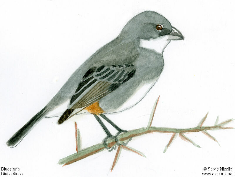 Common Diuca Finch