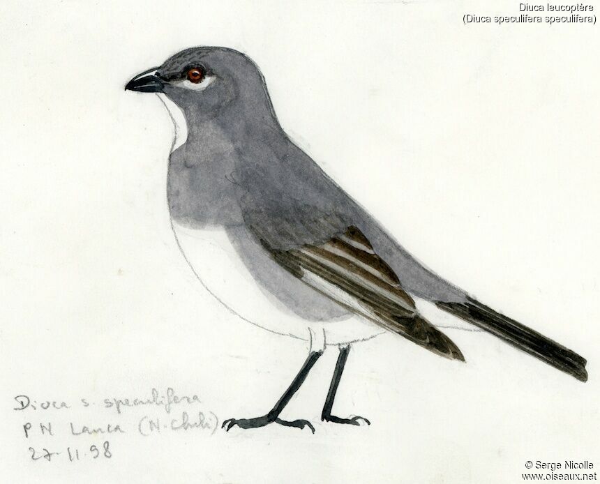 Glacier Finch, identification