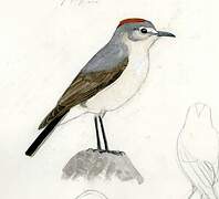 Rufous-naped Ground Tyrant