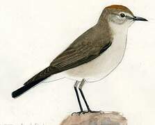 White-browed Ground Tyrant