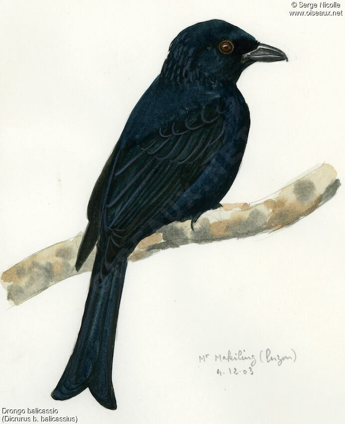 Drongo balicassio, identification