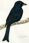 Drongo balicassio