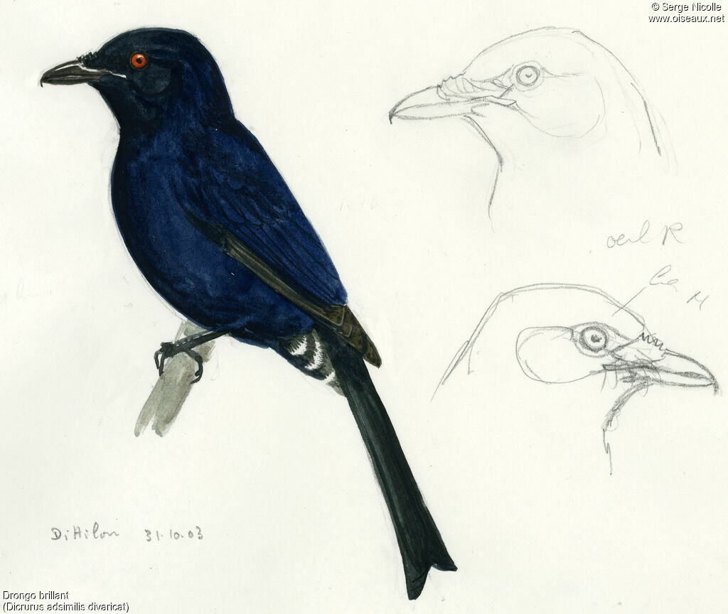 Fork-tailed Drongo, identification