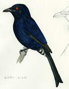 Fork-tailed Drongo