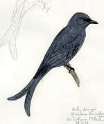 Ashy Drongo