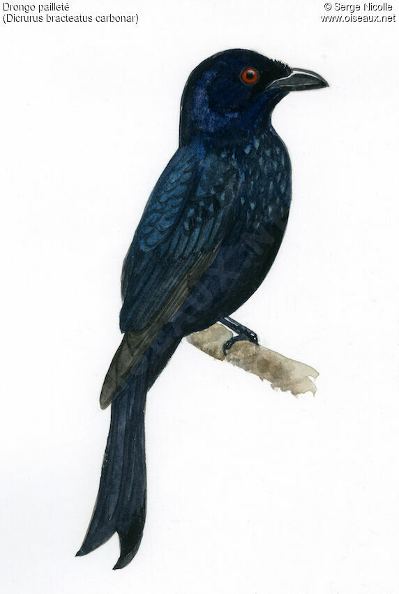 Drongo pailleté, identification