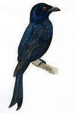 Drongo pailleté