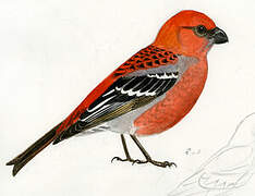 Pine Grosbeak