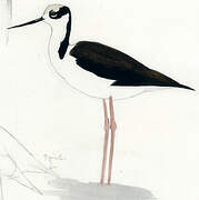 White-backed Stilt