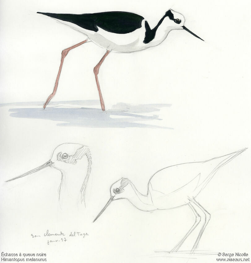 White-backed Stilt, identification