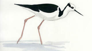 White-backed Stilt