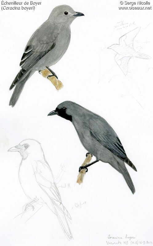 Boyer's Cuckooshrikeadult, identification