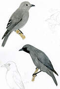 Boyer's Cuckooshrike