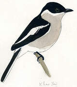 Bar-winged Flycatcher-shrike