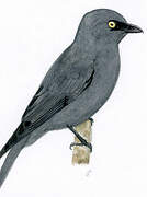 Barred Cuckooshrike