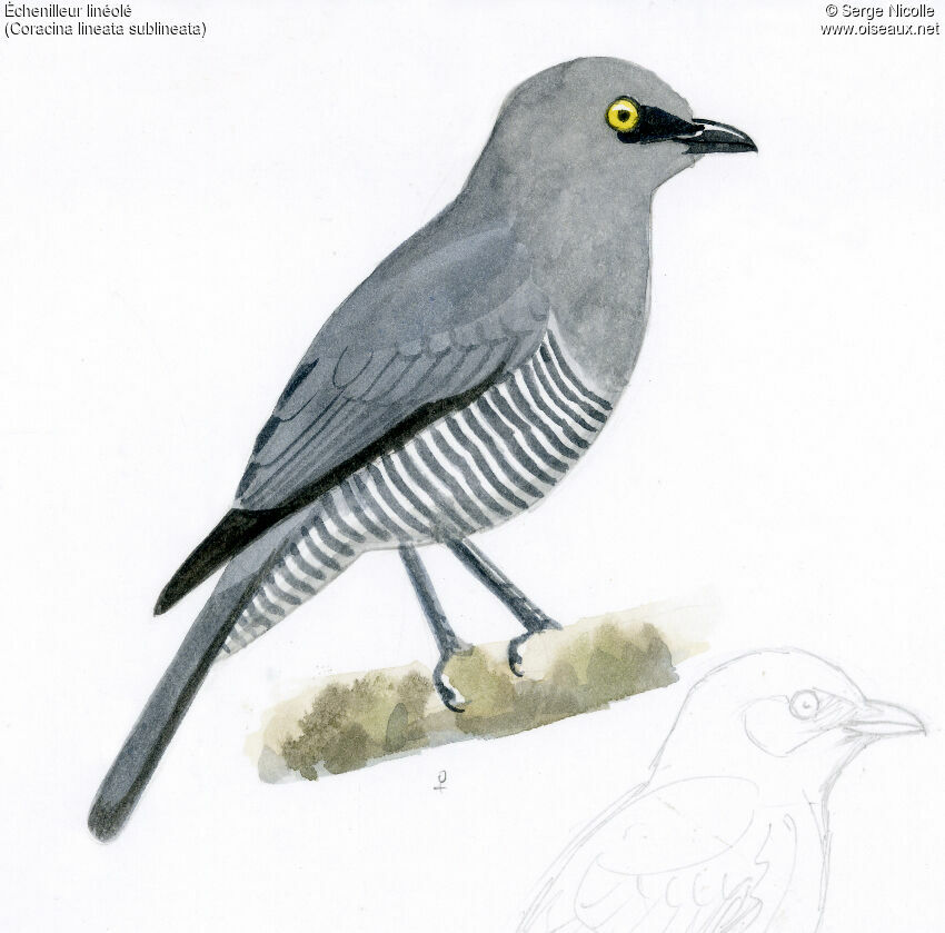 Barred Cuckooshrike female, identification