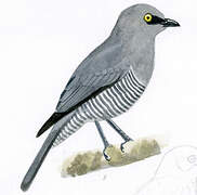 Barred Cuckooshrike